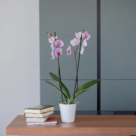 La Matta And Luxury サンレモ