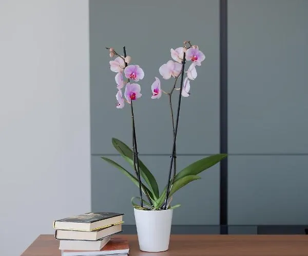 La Matta And Luxury Sanremo